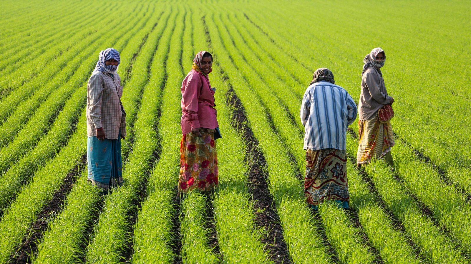 Women working in a rice field in Gujarat