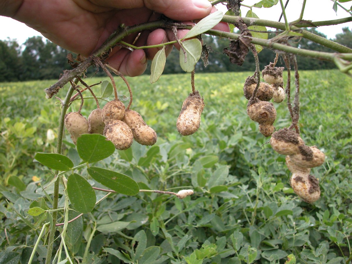 Groundnut plant with pods in a field