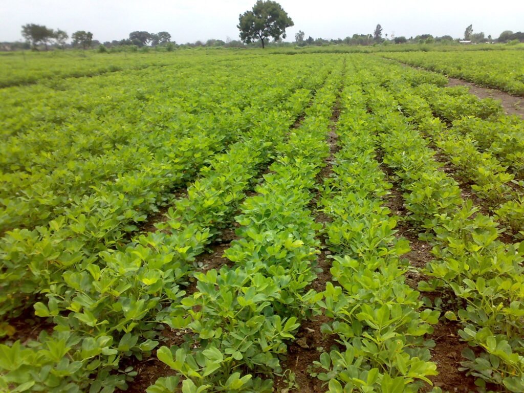 Groundnut crop field in the Junagadh region of Gujarat