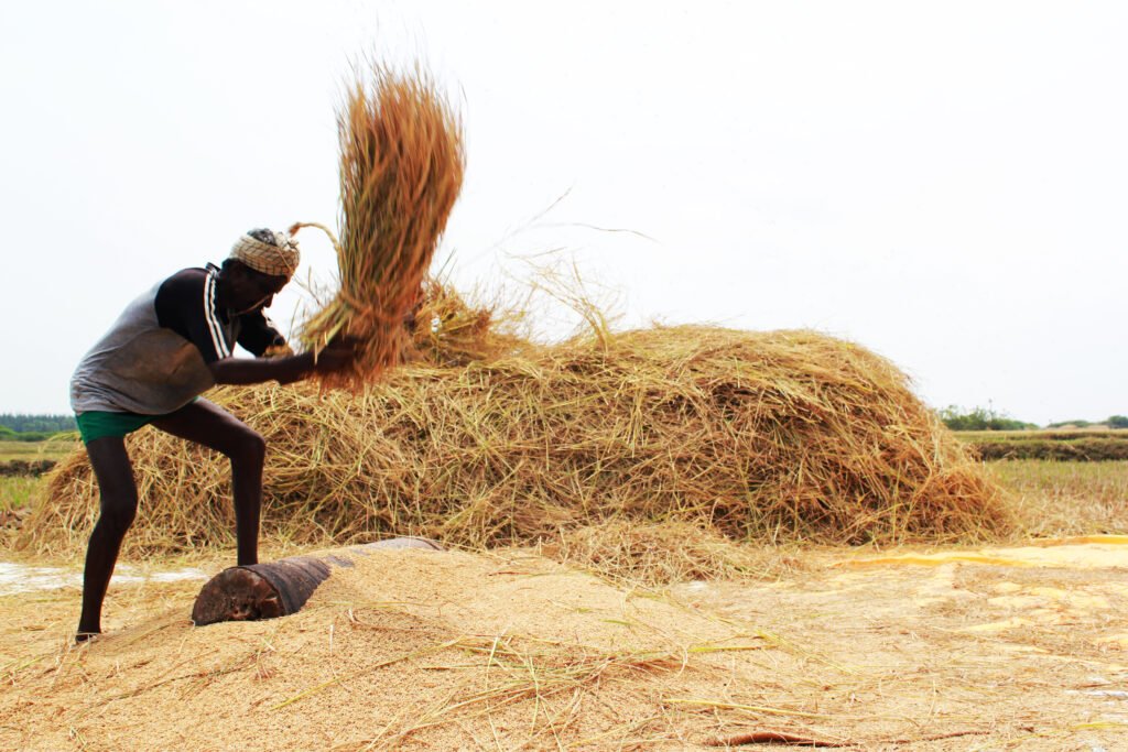 Indian farmer working in a field