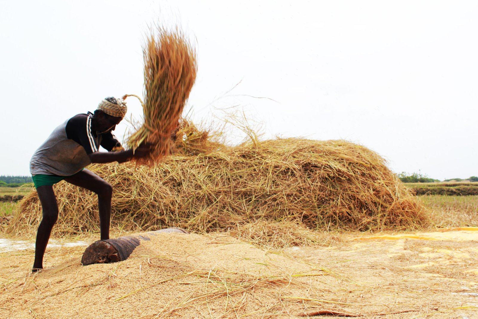 Indian farmer working in a field