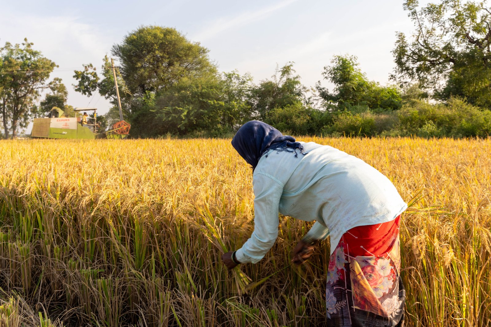 Indian woman farmer harvesting rice in a field, illustrating Indian agricultural work