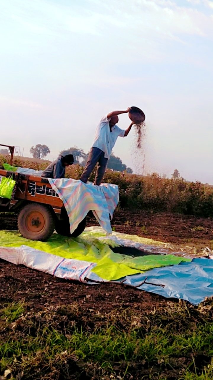 Indian farmer working with harvested crop in a field, illustrating small and marginal farmers