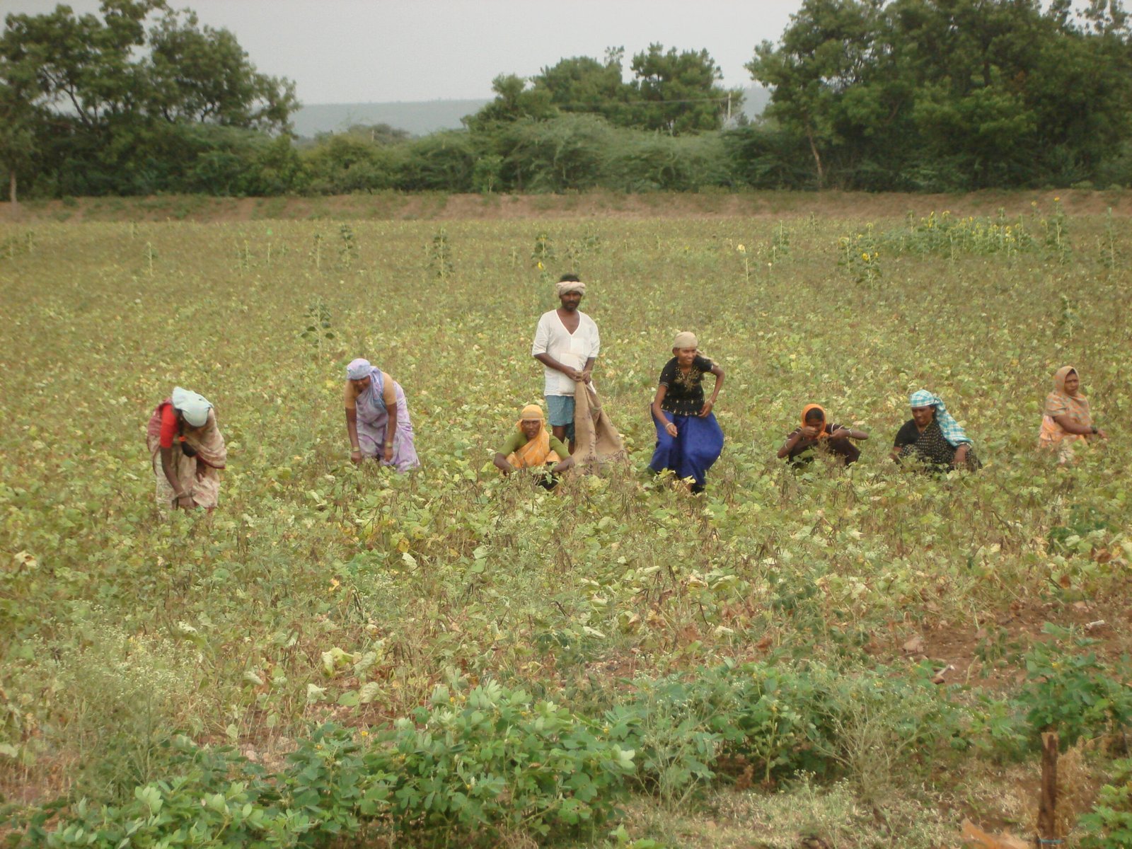 Indian farmers working in a crop field, illustrating the farming community covered by PM-KMY