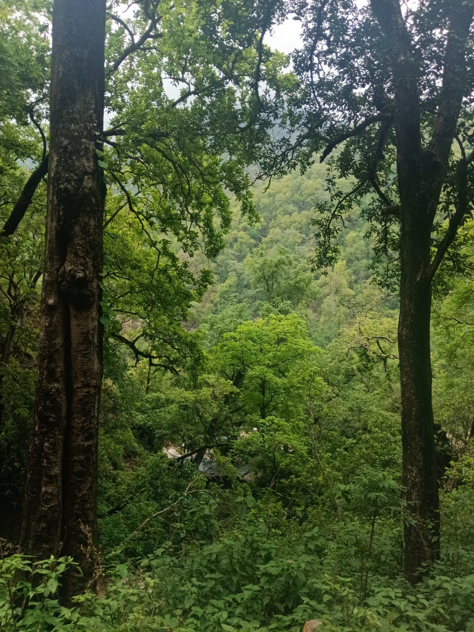Dense forest canopy in the Himalayan foothills near Rishikesh, Uttarakhand