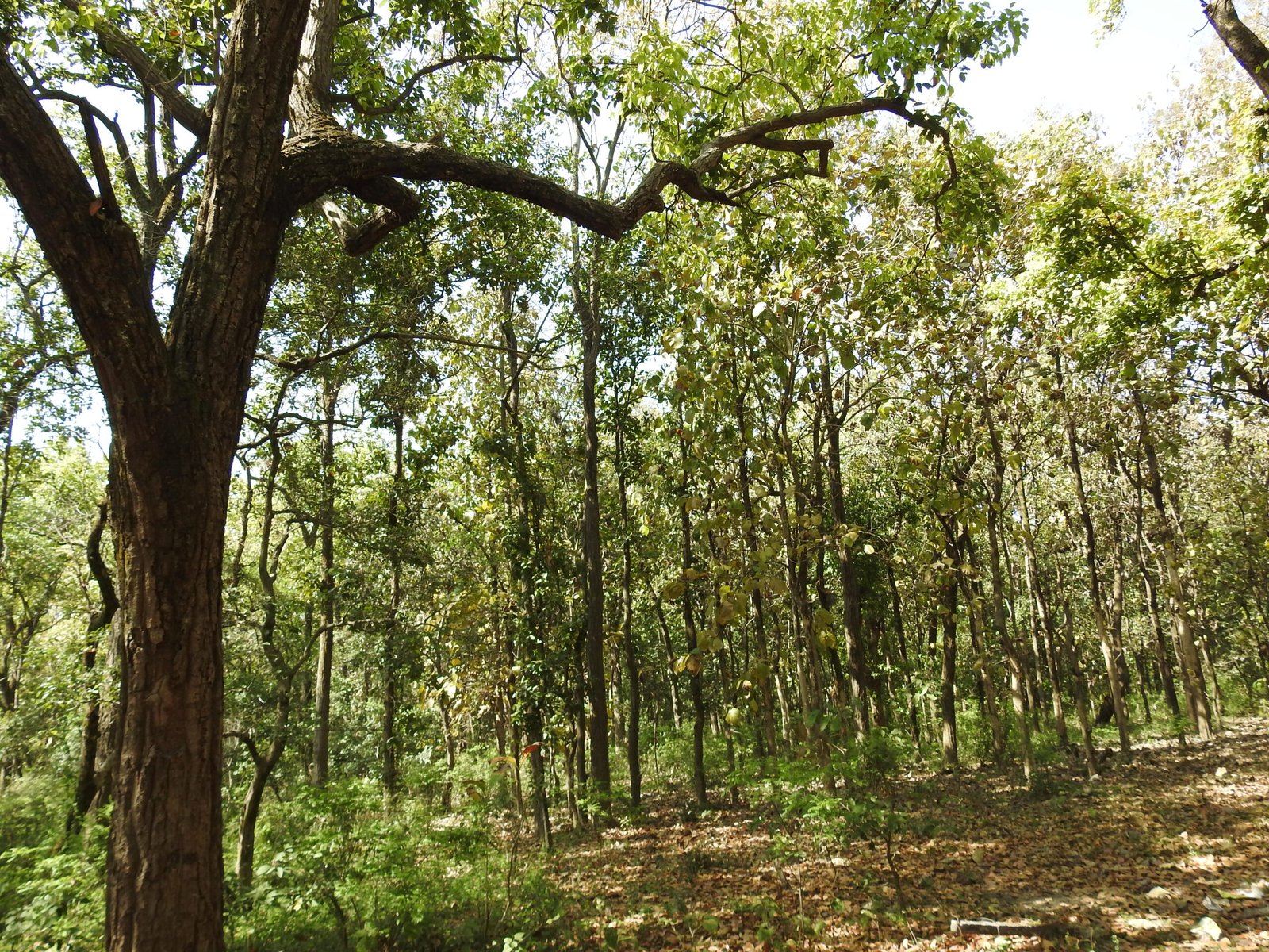 Managed Sal forest near Dehradun, Uttarakhand