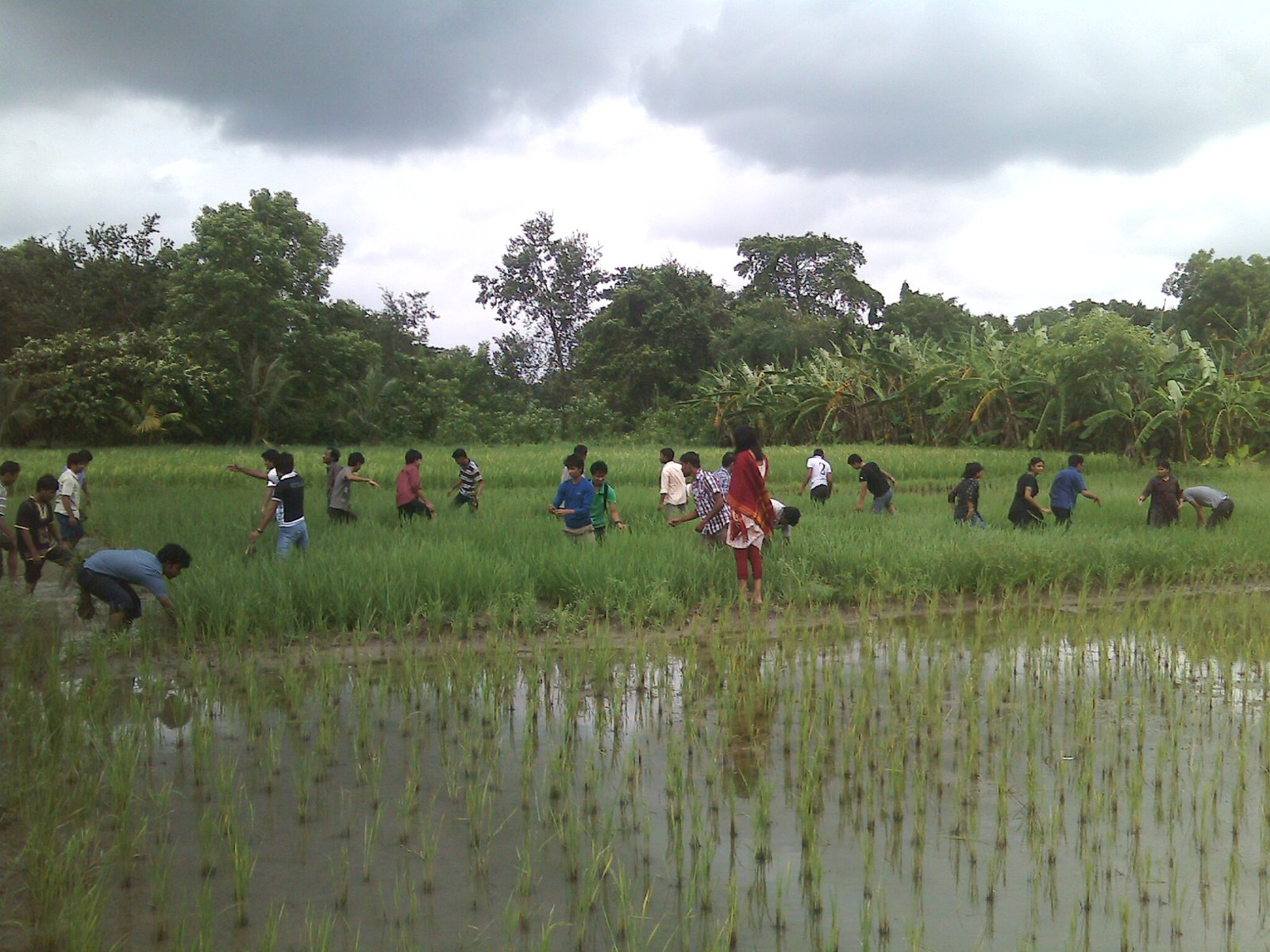 Agriculture students doing practical field work